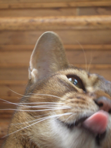 [Picture: Marzipan the Cat 2: lick]