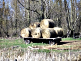 [Picture: Hay cart]