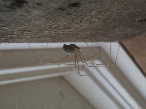 [Picture: Spider]