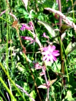 [picture: Wild flowers and grasses]