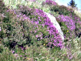 [picture: Pink heather 2]