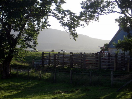 [Picture: Sheep in the early evening sun]