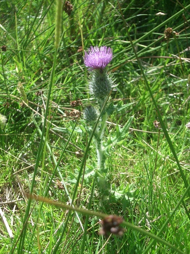 scottish-thistle-image-150x200-pixels