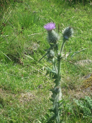 [Picture: Scottish thistle 2]