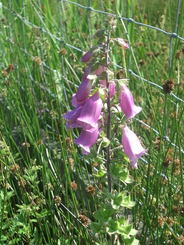 [Picture: Foxglove]