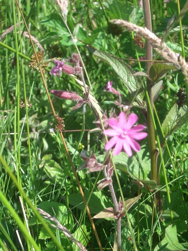 [Picture: Wild flowers and grasses]