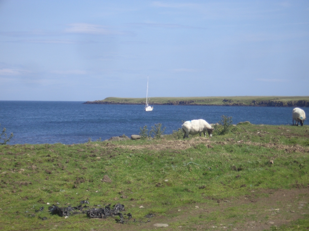 [Picture: Sheep and boat]