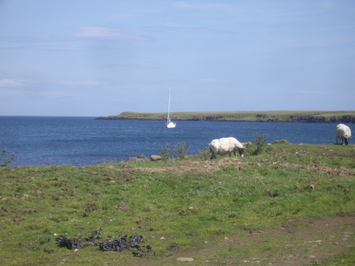 [Picture: Sheep and boat]