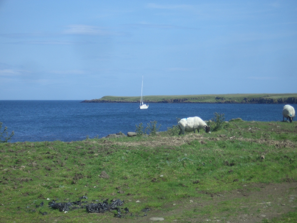 [Picture: Sheep and boat 2]