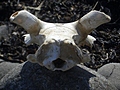 [Picture: Sheep skull]