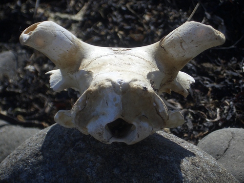 [Picture: Sheep skull]