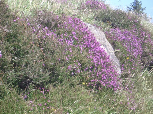 [Picture: Pink heather 2]
