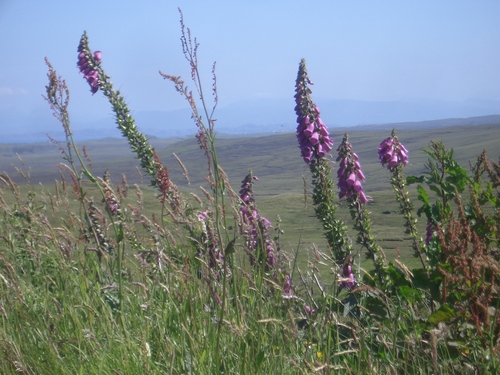 [Picture: Wild hollyhocks]