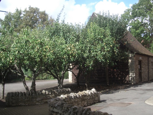 [Picture: Pear orchard]