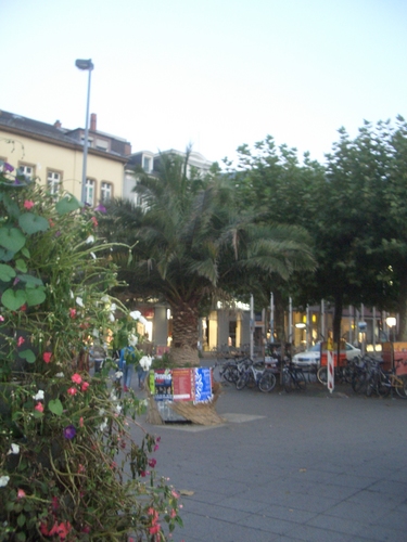 [Picture: Palm tree in plaza]