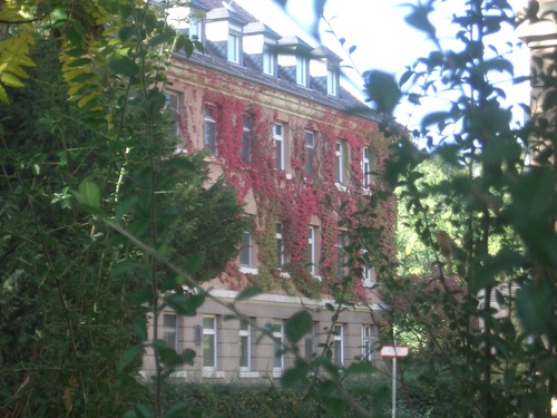 [Picture: Creeper-covered building]