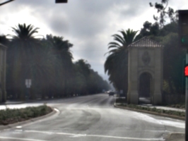 [picture: Stanford Campus: the avenue]