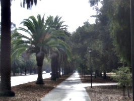 [picture: Stanford Campus: the avenue: 3]