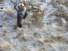 [picture: Blue blurry shellfish 2]