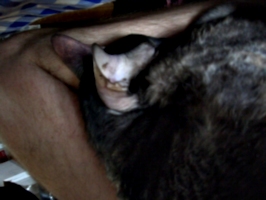 [picture: Roswell on my lap 2]