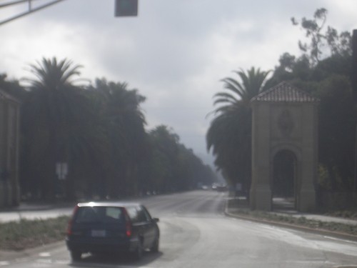 [Picture: Stanford Campus: the avenue: 2]