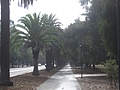 [Picture: Stanford Campus: the avenue: 3]