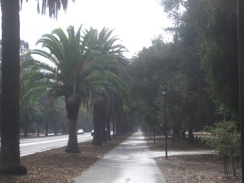 [Picture: Stanford Campus: the avenue: 3]