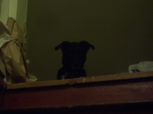 [Picture: Dog at the top of the stairs]