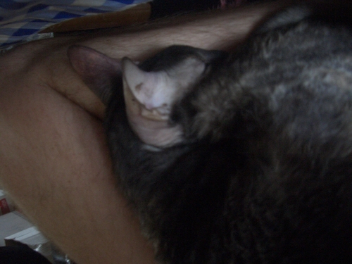[Picture: Roswell on my lap 2]