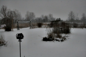 [picture: Snow in the Garden 1]