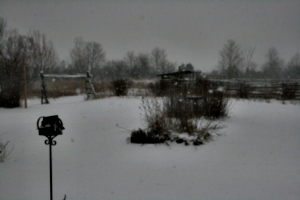 [picture: Snow in the Garden 2]