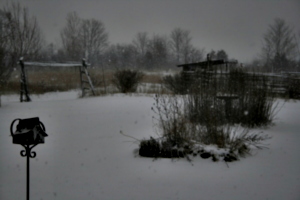 [picture: Snow in the Garden 4]