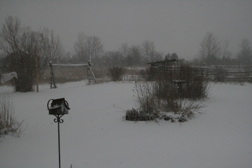 [Picture: Snow in the Garden 1]