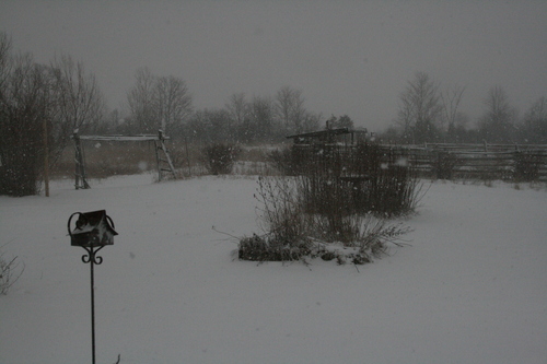 [Picture: Snow in the Garden 2]