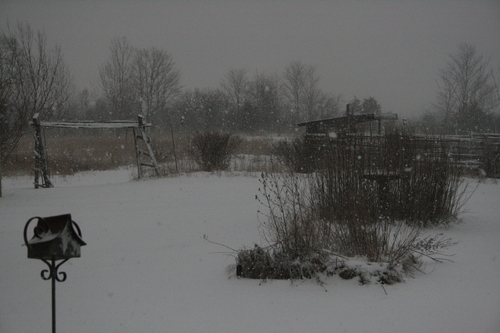 [Picture: Snow in the Garden 3]