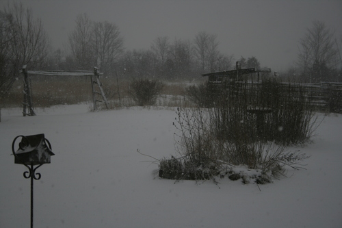 [Picture: Snow in the Garden 4]