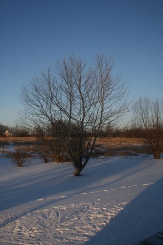 [Picture: Winter Tree]