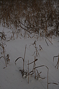 [Picture: Dry grass in snow]