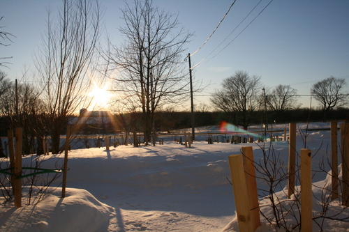 [Picture: Landscape of Winter Trees 1]