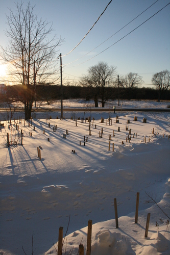 [Picture: Landscape of Winter Trees 2]