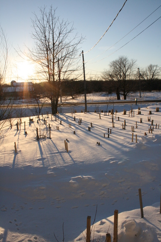 [Picture: Landscape of Winter Trees 3]