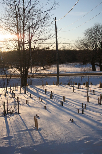 [Picture: Landscape of Winter Trees 5]