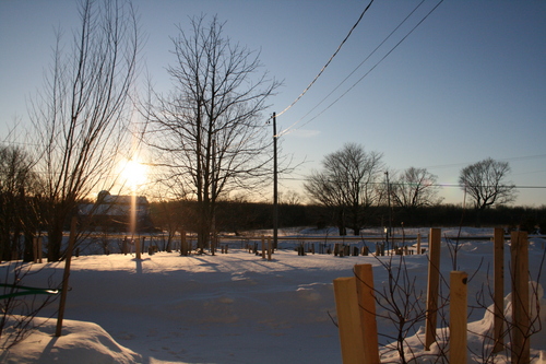 [Picture: Landscape of Winter Trees 6]