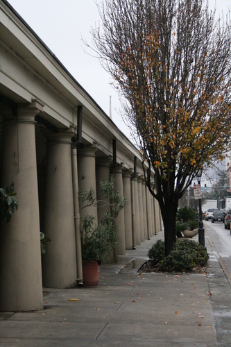 [Picture: French Market Tree]