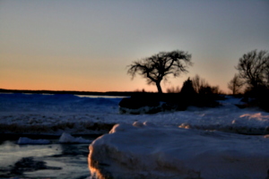[picture: Point Petre Tree in Winter 4]