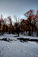 [picture: Evening Winter Trees]