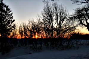 [picture: Evening Winter Trees 6]