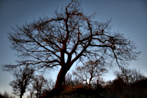 [picture: Evening Winter Tree]