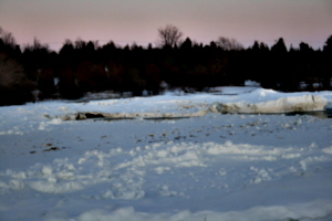 [picture: Trees with pink sky]