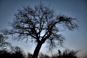 [picture: Tree with Moon]